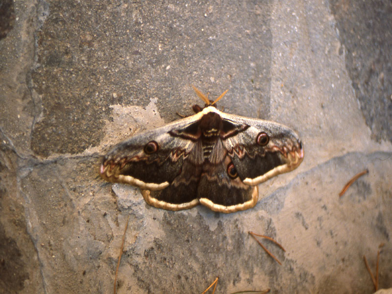 Saturnia pyri - Saturnidae..........dal Trentino